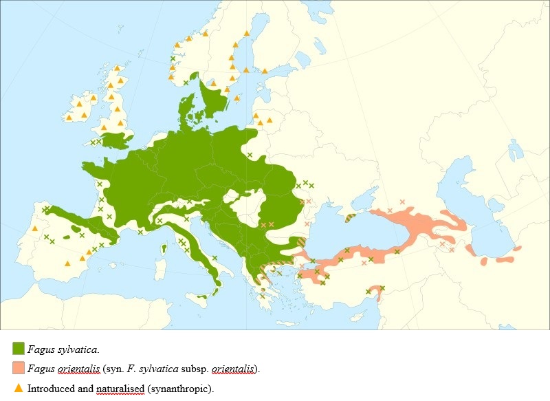 diffusione faggio in Europa