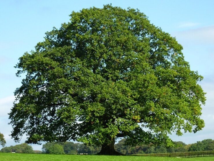 quercia